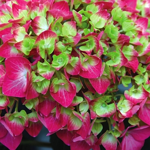 Lime Lovebird Hydrangea